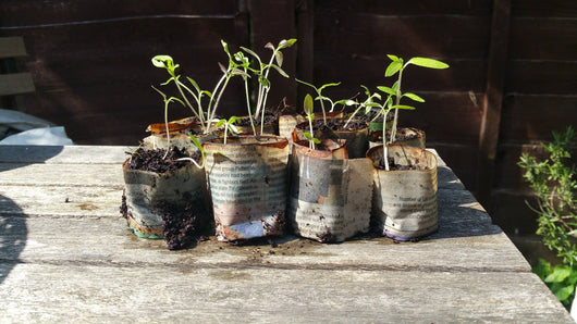 How to make paper plant pots – Kempii