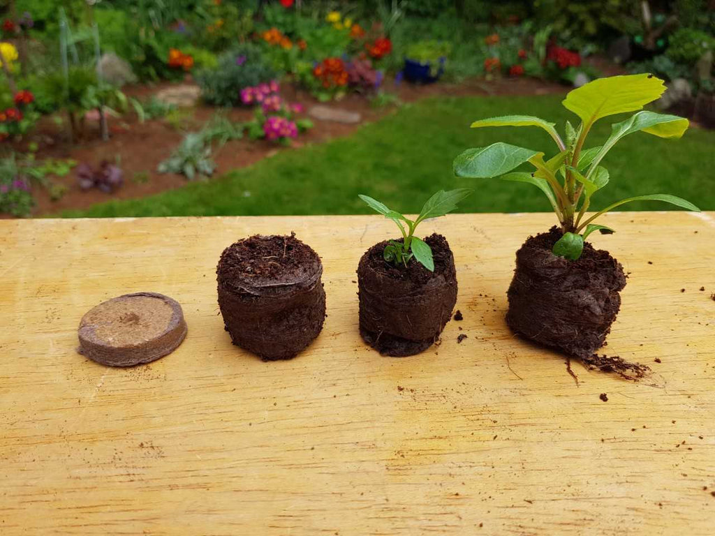 Coir Compost Pellets