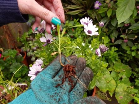 Coconut Compost Discs